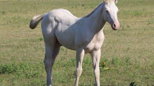 Cremello Quarter Horse Colt