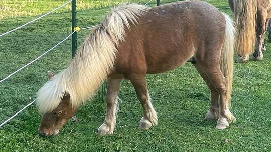 Sorrel Miniature Gelding