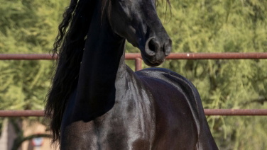 Black Friesian Mare Horse