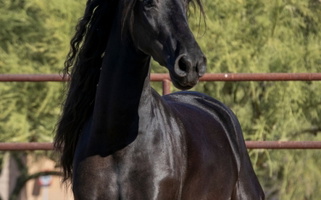 Black Friesian Mare Horse Friesians for Scottsdale, AZ