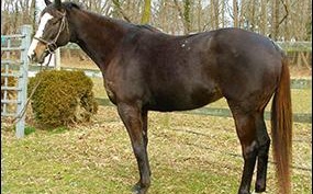 Thoroughbred Mare Horse Thoroughbred for Medford, NY
