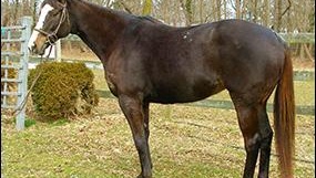 Thoroughbred Mare Horse
