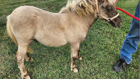 Buckskin Miniature Colt