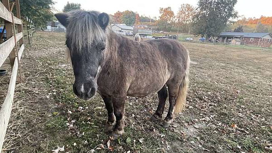 Chocolate Miniature Gelding