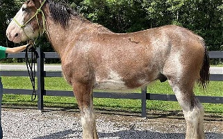Bay Clydesdale Gelding Clydesdale for Bath, NC