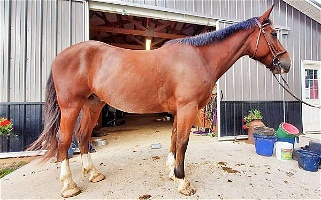 Bay Clydesdale Gelding Horse Clydesdale for Wayland, NY