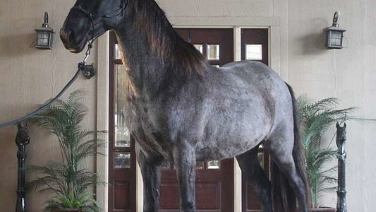 Blue Roan Tennessee Walking Gelding