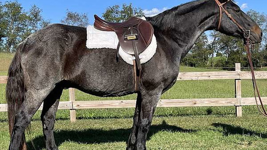 Blue Roan Draft Gelding