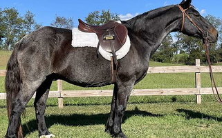 Blue Roan Draft Gelding Draft for Abingdon, VA