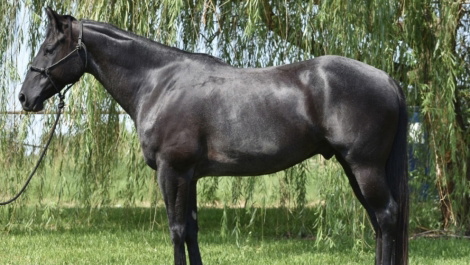 Blue Roan AQHA Quarter Horse Gelding