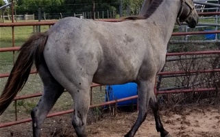 Blue Roan AQHA Quarter Horse Colt Quarter for Bay City, TX