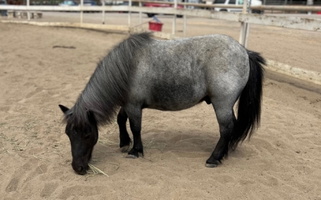 Blue Roan Miniature Horse Gelding Miniatures for Yorba Linda, CA