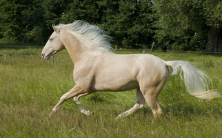 Great Show Pony Doing Well Over Fences Ponies for Honeoye Falls, NY