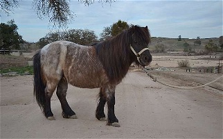 Blue Roan Pony Gelding Ponies for Paso Robles, CA