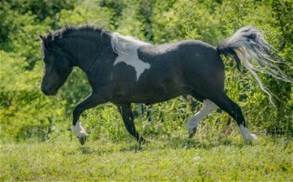 Black Miniature Horse Stallion Miniatures for Zanesfield, OH