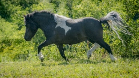 Black Miniature Horse Stallion
