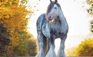 Black Gypsy Horse Stallion Gypsy Vanner for Wilsonville, OR