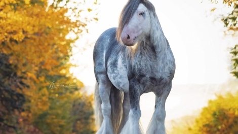 Black Gypsy Horse Stallion