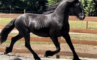 Black Friesian Stallion Horse Friesians for Sedro-Woolley, WA