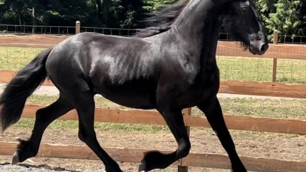 Black Friesian Stallion Horse