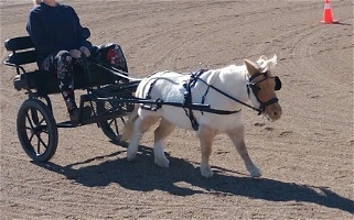 Champagne Miniature Horse Mare Miniatures for Chino Valley, AZ