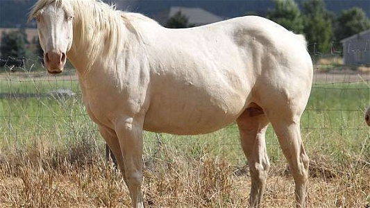 Cremello Quarter Horse Broodmare