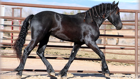 Friesian Stallion