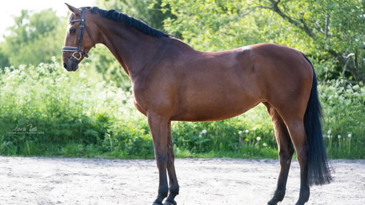 Dressage/Sport Horse