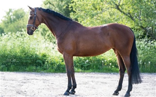 Dressage/Sport Horse Morgan for Elmira, NY