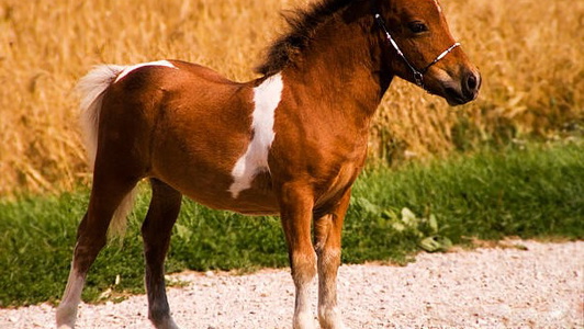 Chestnut Miniature Stallion