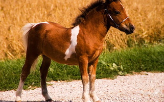 Chestnut Miniature Stallion Miniatures for Georgetown, KY