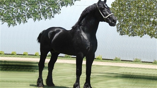 Registered Percheron Stallion