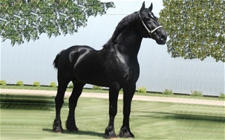 Registered Percheron Stallion Percheron for West Hills, NY