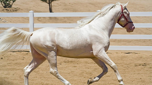 Cremello Tennessee Walking Horse Gelding