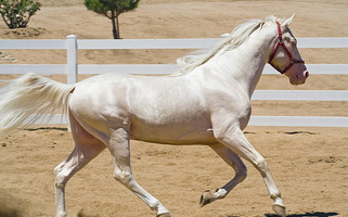 Cremello Tennessee Walking Horse Gelding Tennessee Walking Horse for Herriman, UT