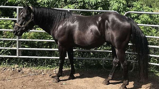 Black Quarter Stallion