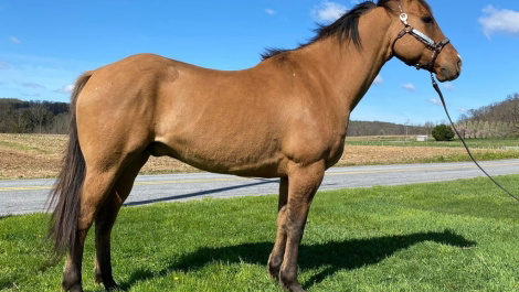 Dun AQHA Quarter Horse Gelding