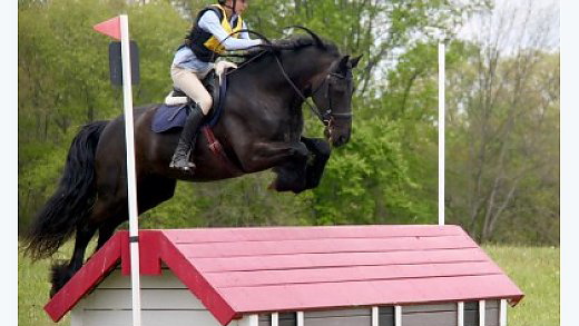 Talented Young Eventing Friesian!