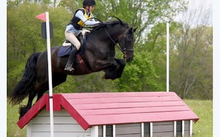 Talented Young Eventing Friesian! Friesians for Millbrook, NY