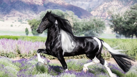 Black Friesian Stallion