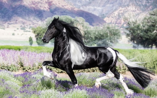 Black Friesian Stallion Friesians for Mona, UT