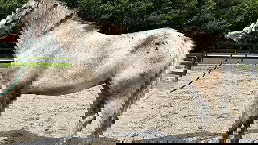 Other Appaloosa Mare