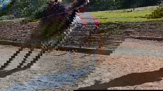POA Gelding