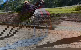 POA Gelding Appaloosas for Burlington, NC