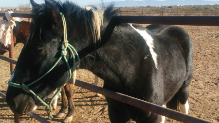 APHA BLACK STALLION