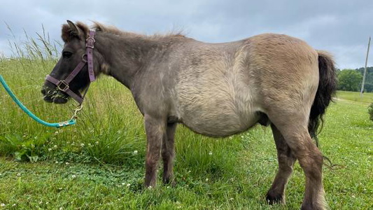 Mini Horse Gelding