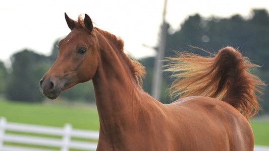 5 Year OLD Chestnut Morgan Mare