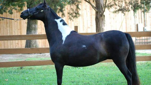 Miniature horse mare