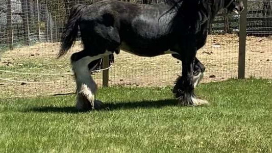 Black SHIRE Stallion