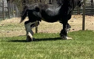 Black SHIRE Stallion Shire for Stratham, NH